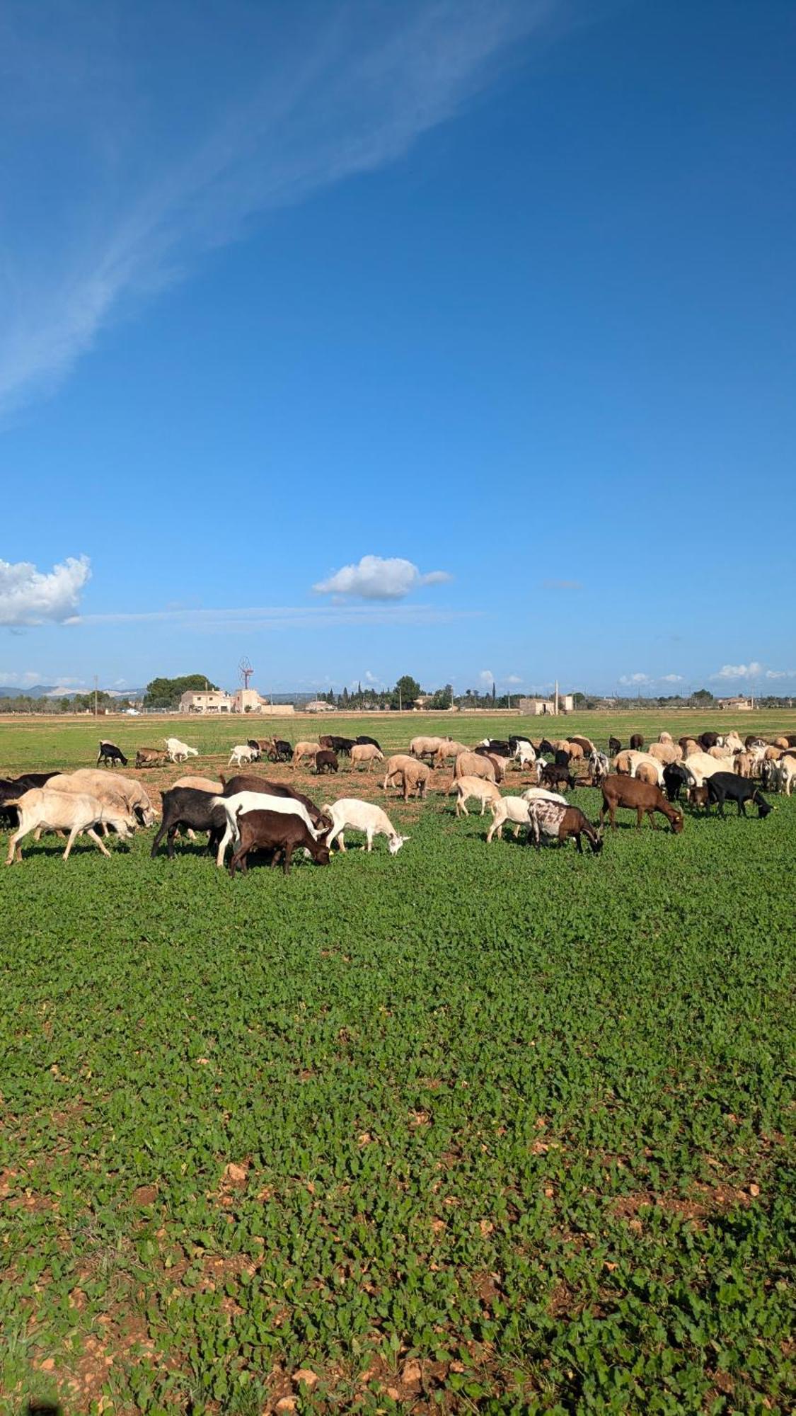 Agroturismo Finca Sant Blai กัมโปส ภายนอก รูปภาพ