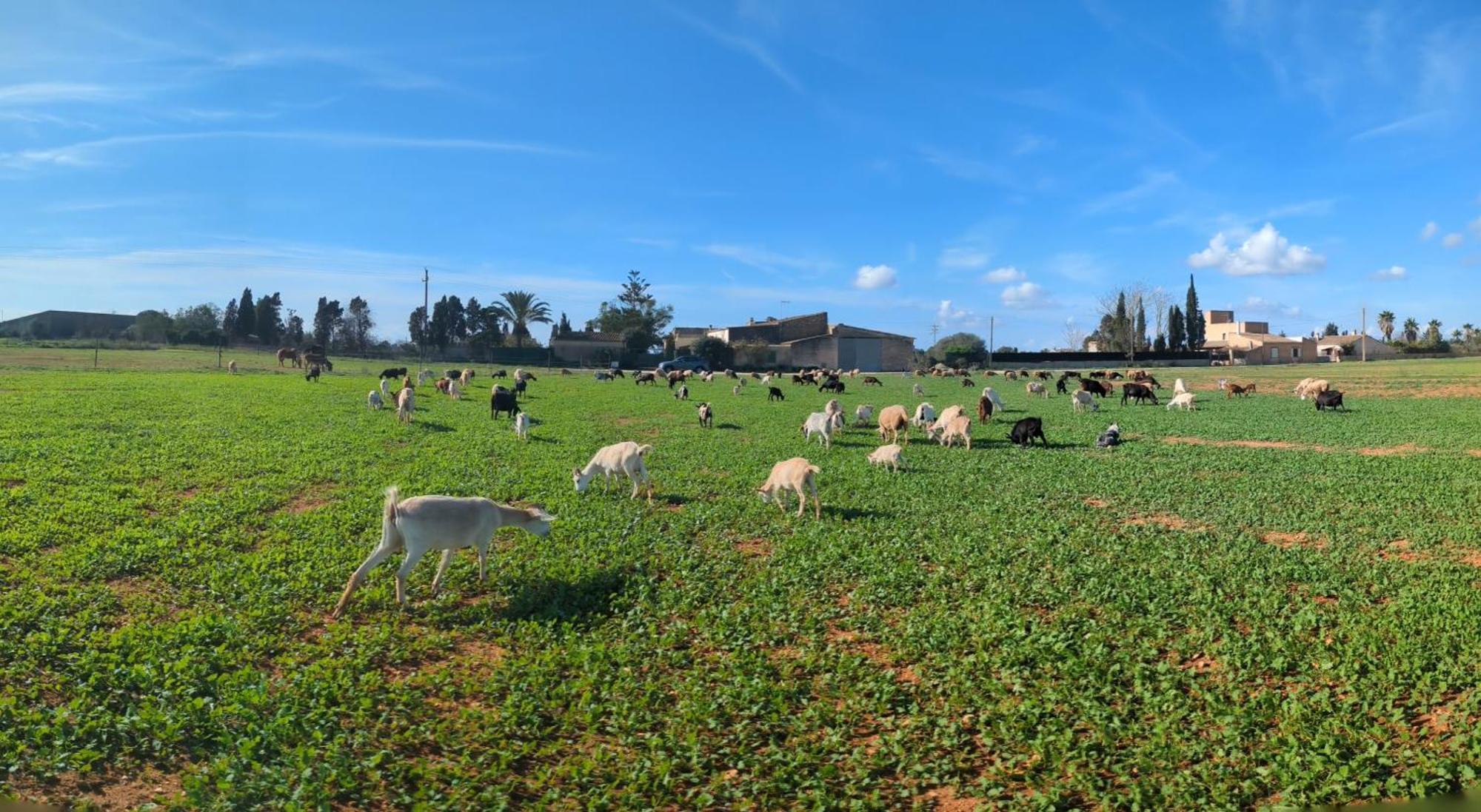 Agroturismo Finca Sant Blai กัมโปส ภายนอก รูปภาพ